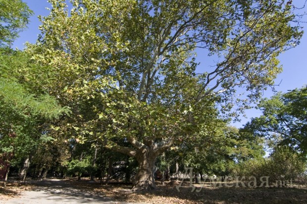 ���� �� ����� ���������� � ������ �������� �� ���������� ��������� - ����������� ������