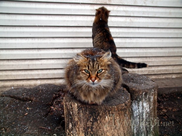 ����������� ����� � ����