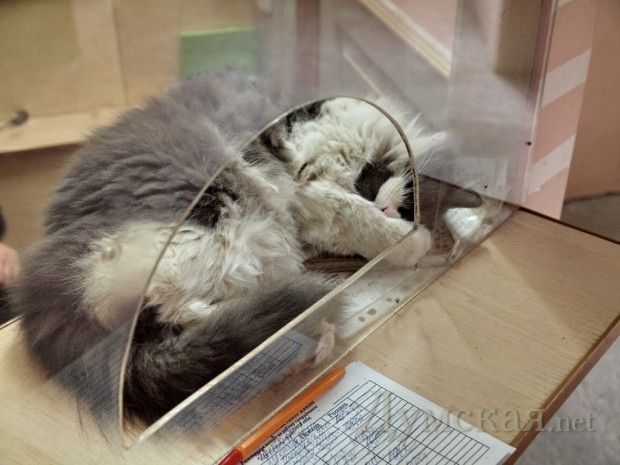 ����� ��������