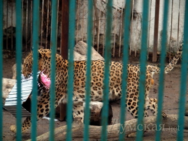 �� ������� ���������� �������� ������� ��� ��������