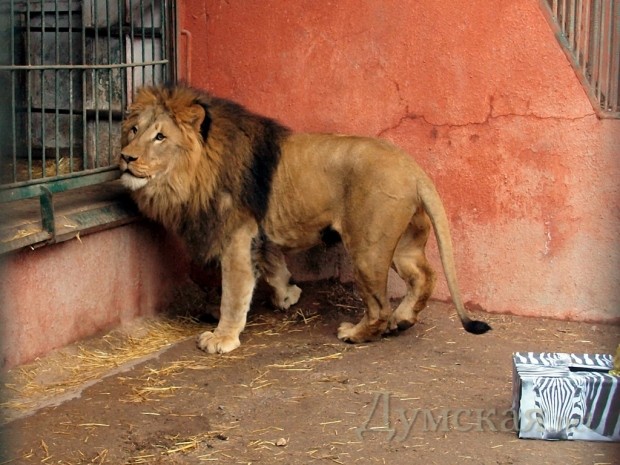 ��� ����� �������� �� ������������