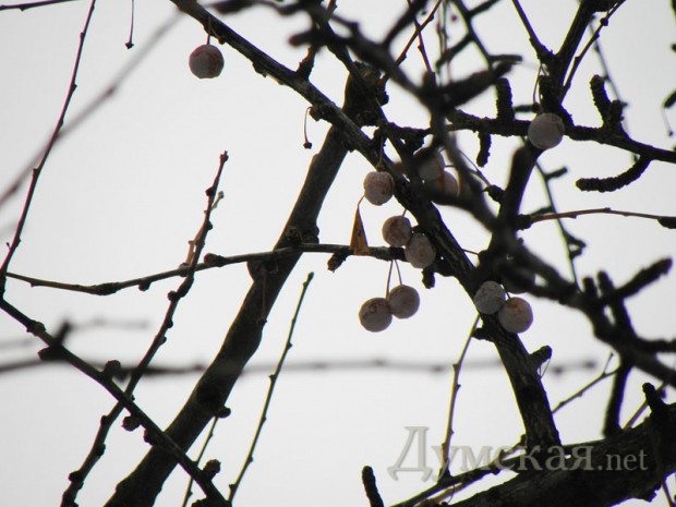 ������ ������. ���� ����� �������������