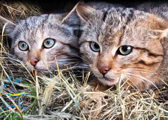 ������ ��&nbsp;����� �������: �&nbsp;�������� ������� ��������� ��&nbsp;���� ������ ������ ����� (����) 