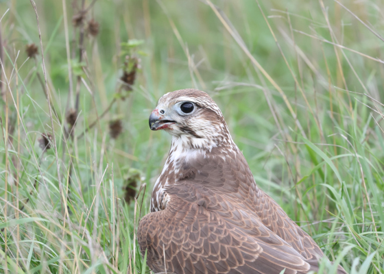 ����� ������� ������: �&nbsp;����� ��&nbsp;���&nbsp;�������� ������������ ����� ����������� ���&nbsp;������� (����) 