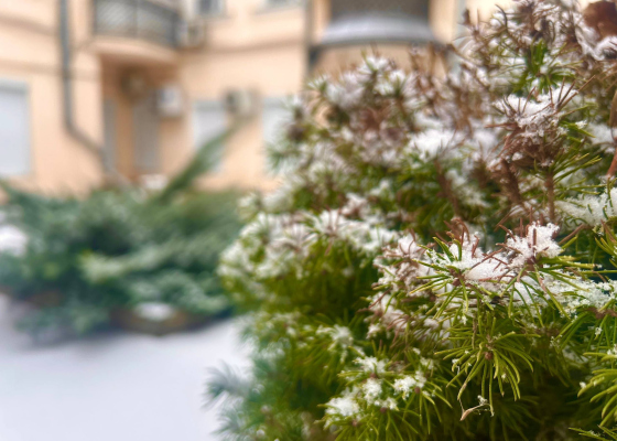 �������� ����������� �&nbsp;������ ����: �&nbsp;������ ������������ ���������� (����) 