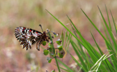 ��������� (Zerynthia polyxena) �� ������� ����������� ����